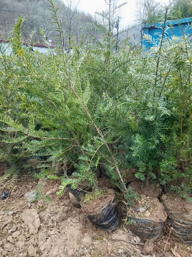 【红豆杉苗】甘肃红豆杉杯苗大量供应全国发货提供技术