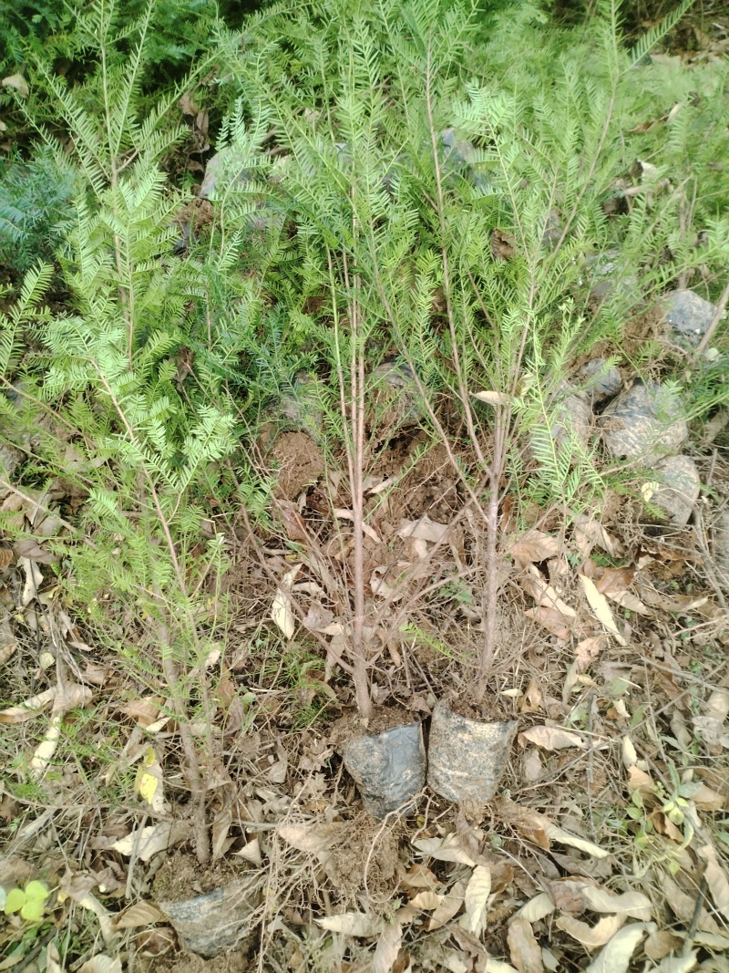 【红豆杉苗】甘肃红豆杉杯苗大量供应全国发货提供技术