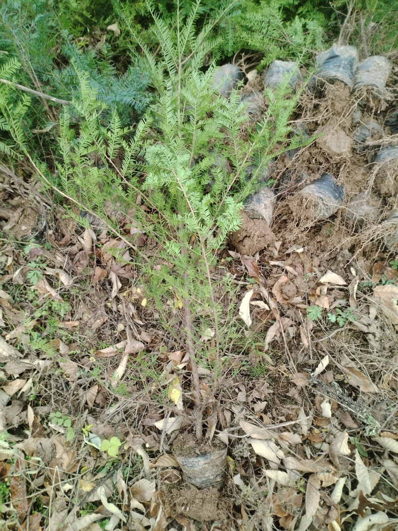 【红豆杉苗】甘肃红豆杉杯苗大量供应全国发货提供技术