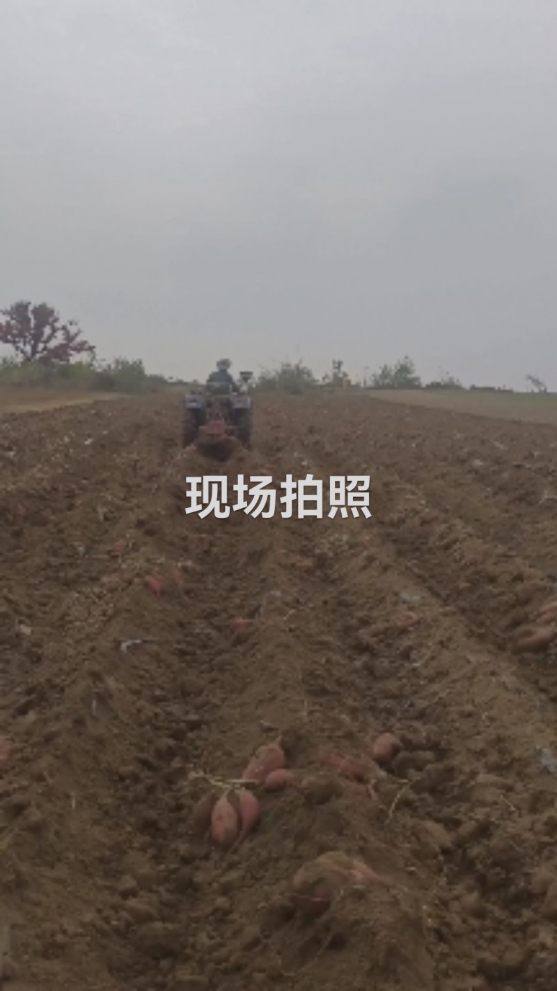 黄土高坡优质板栗著，口感纯，绵甜，地理位置优越