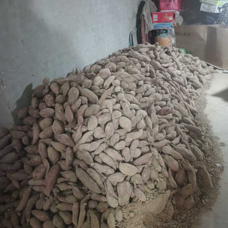 黄土高坡优质板栗著，口感纯，绵甜，地理位置优越