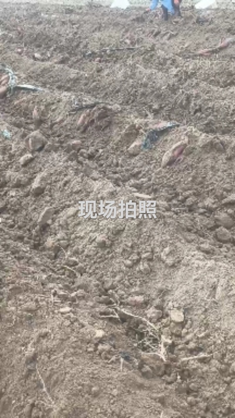 黄土高坡优质板栗著，口感纯，绵甜，地理位置优越