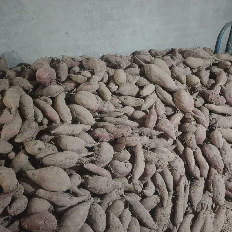 黄土高坡优质板栗著，口感纯，绵甜，地理位置优越