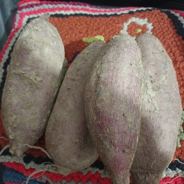 黄土高坡优质板栗著，口感纯，绵甜，地理位置优越