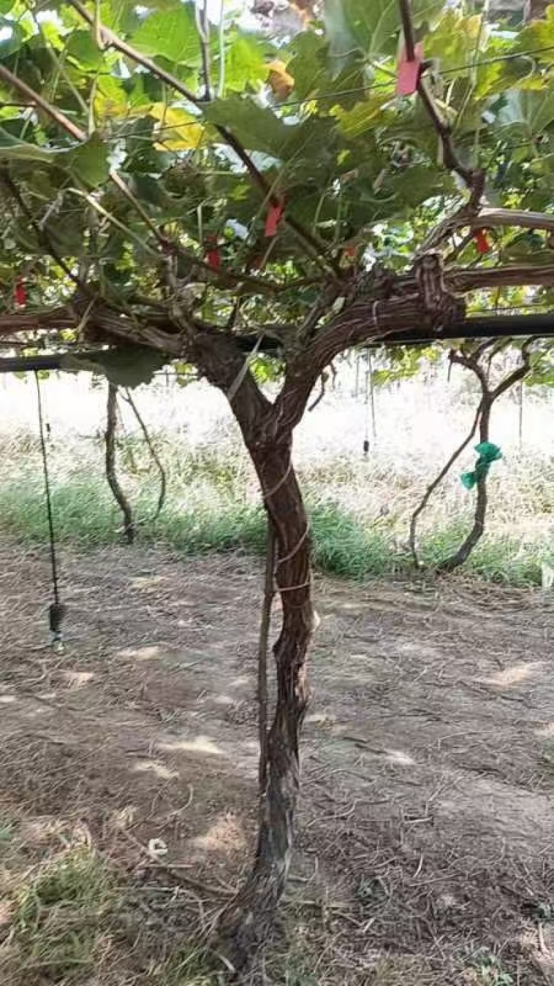 葡萄树产地直发淘宝专用，占地葡萄树，一手货源，质量杠杠滴
