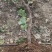 葡萄树产地直发淘宝专用，占地葡萄树，一手货源，质量杠杠滴