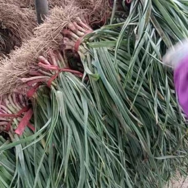 兴平精品红根蒜苗，不带泥，根红杆杆粗，无黄叶，质量杠杠