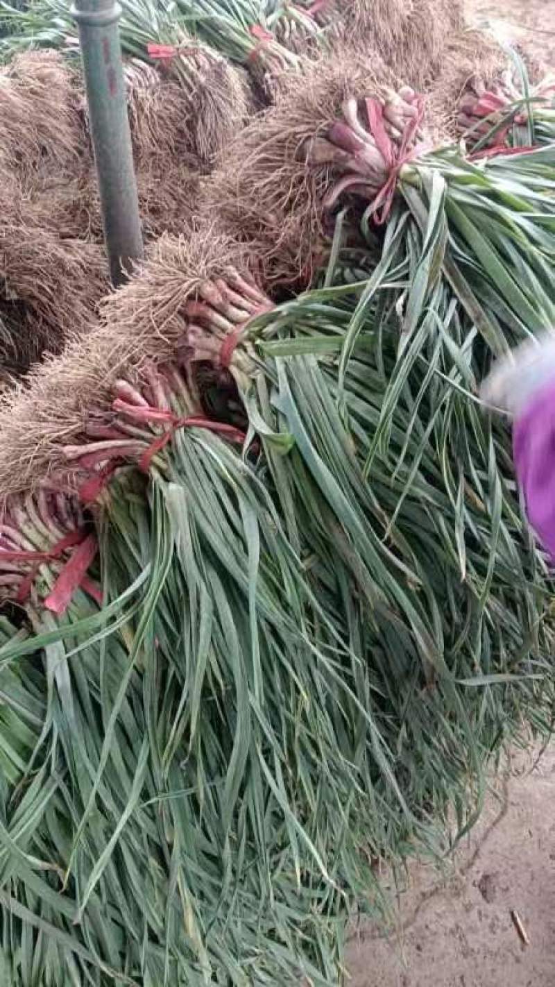 兴平精品红根蒜苗，不带泥，根红杆杆粗，无黄叶，质量杠杠