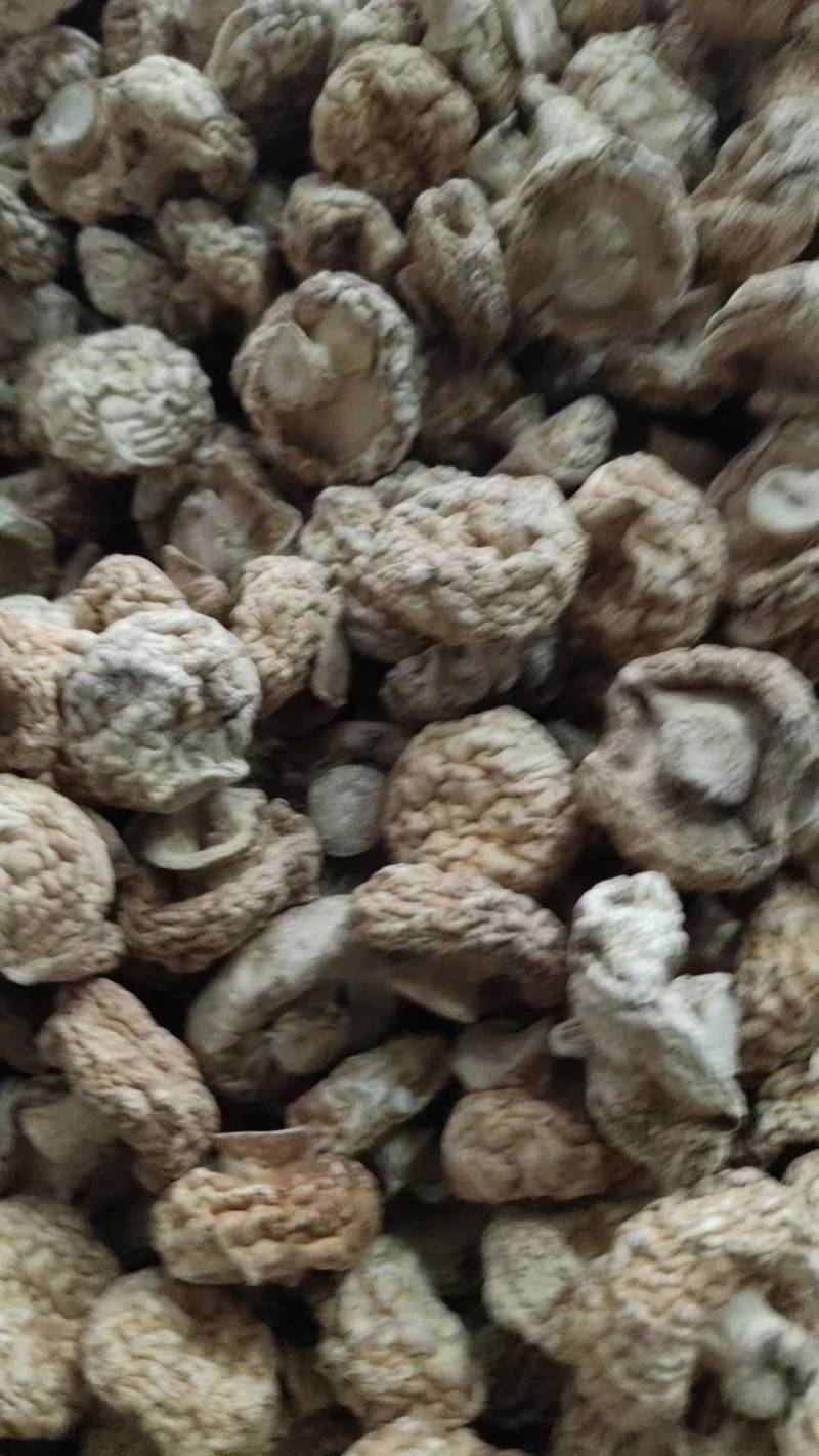 香菇丝，长期接电商，可以定做