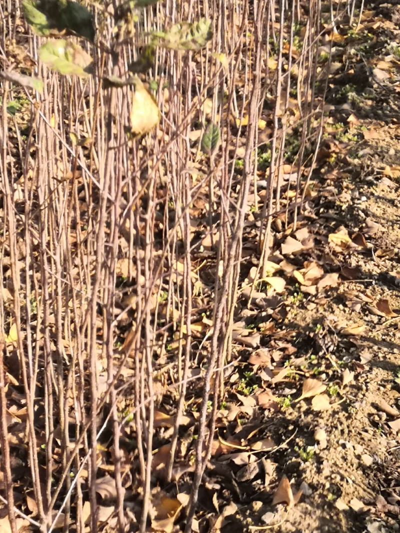 苹果原生苗价格苹果实生苗八棱海棠苗海棠树苗