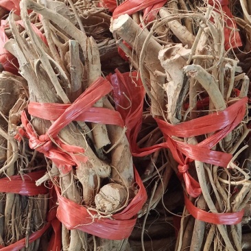 白花牛奶根中药批发一手货源量大优惠全国发货