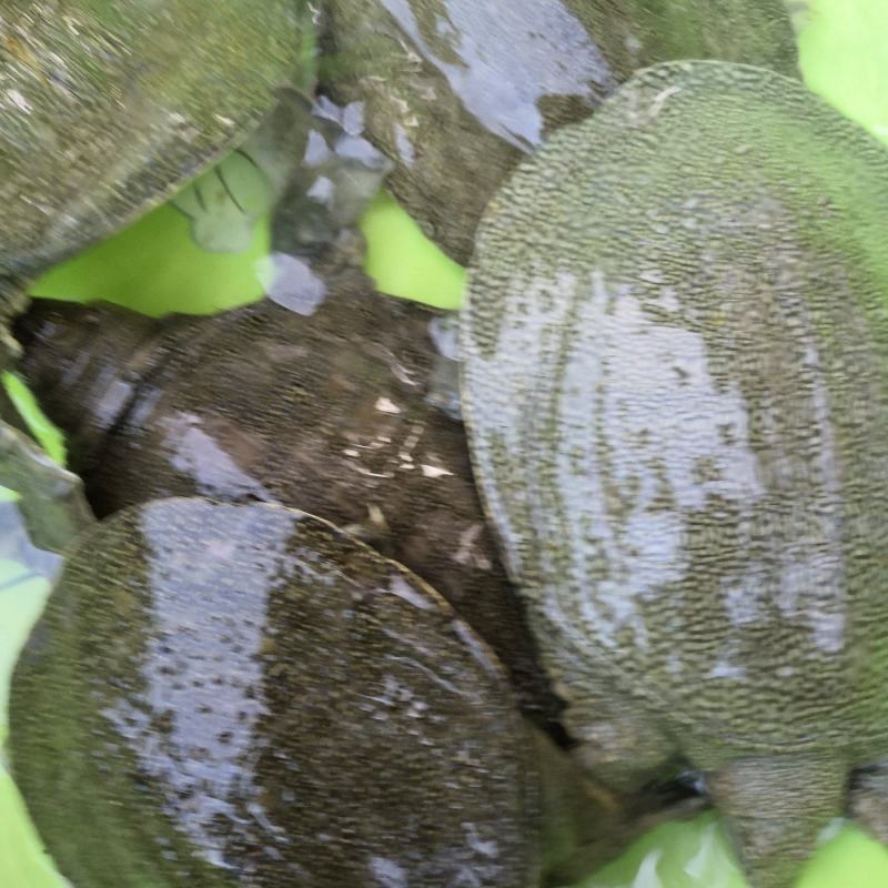 水产养殖甲鱼营养丰富，甲鱼适合所有鱼塘养殖。