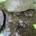 水产养殖甲鱼营养丰富，甲鱼适合所有鱼塘养殖。