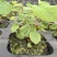 高含量柔毛淫羊藿籽育苗
