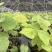 高含量柔毛淫羊藿籽育苗