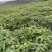 高含量柔毛淫羊藿籽育苗