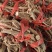 白花牛奶根中药批发一手货源量大忧惠全国发货