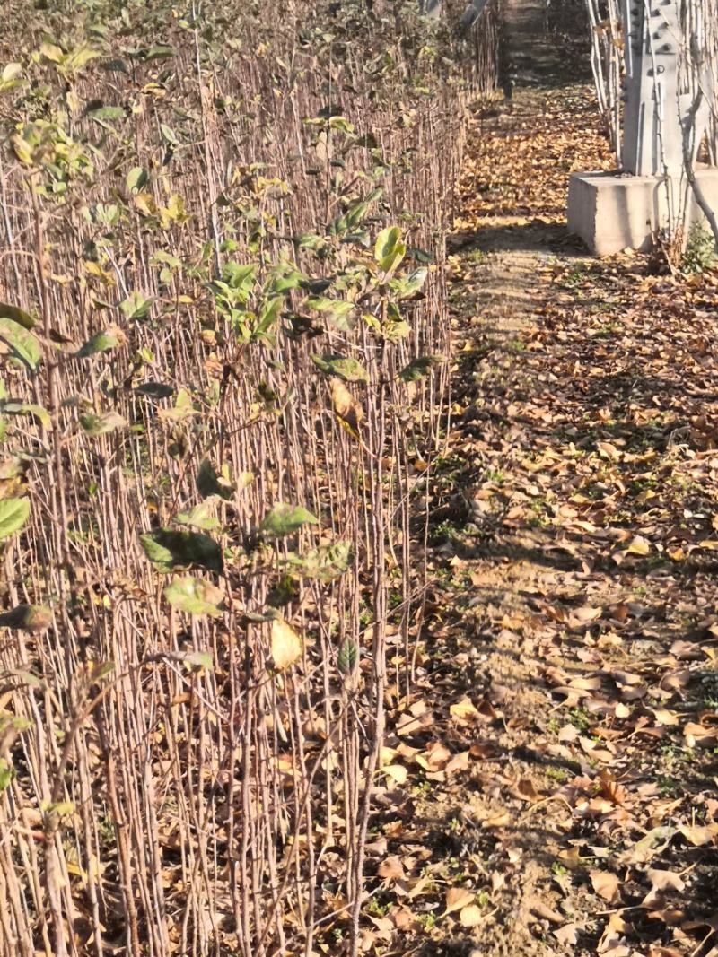 海棠苗八棱海棠苗甜茶苗苹果原生苗苹果占木