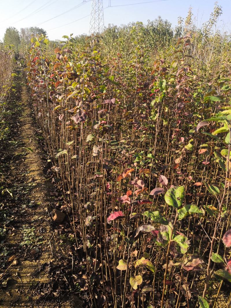 海棠苗八棱海棠苗甜茶苗苹果原生苗苹果占木