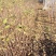 海棠苗八棱海棠苗甜茶苗苹果原生苗苹果占木