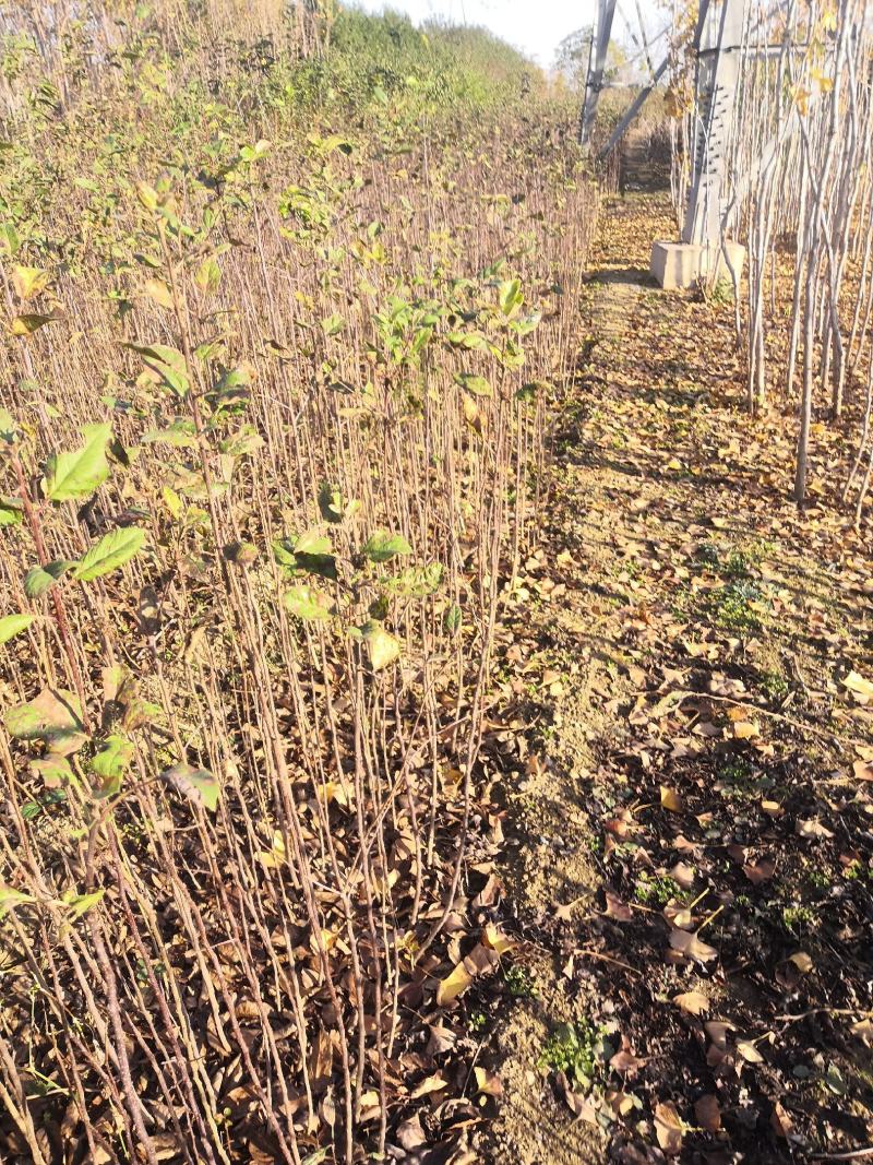 海棠苗八棱海棠苗甜茶苗苹果原生苗苹果占木