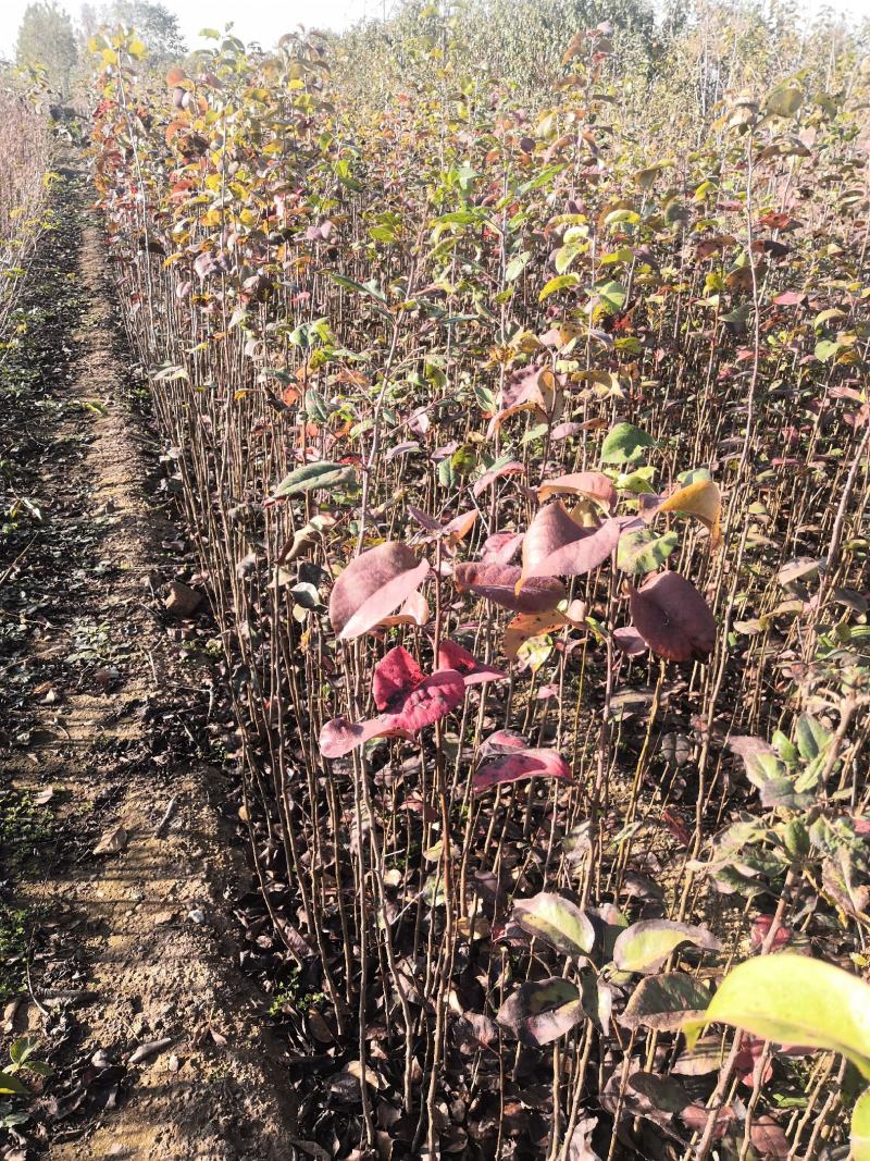 海棠苗八棱海棠苗甜茶苗苹果原生苗苹果占木