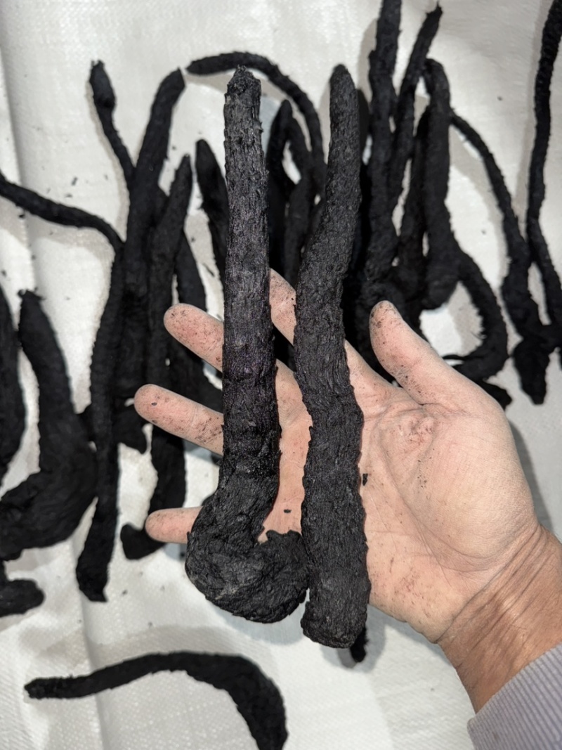 精品制肉苁蓉