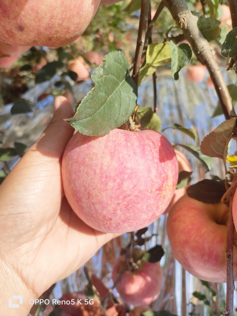 苗圃直供爱妃苹果苗嫁接成品苗，包技术指导