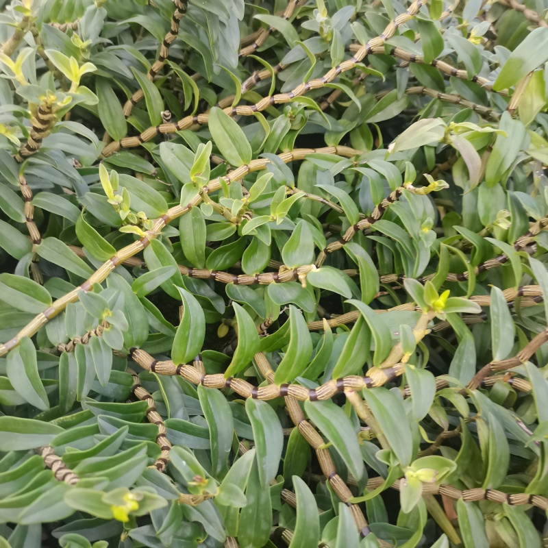 新鲜铁皮石斛，滋补养生，健康好礼！***********