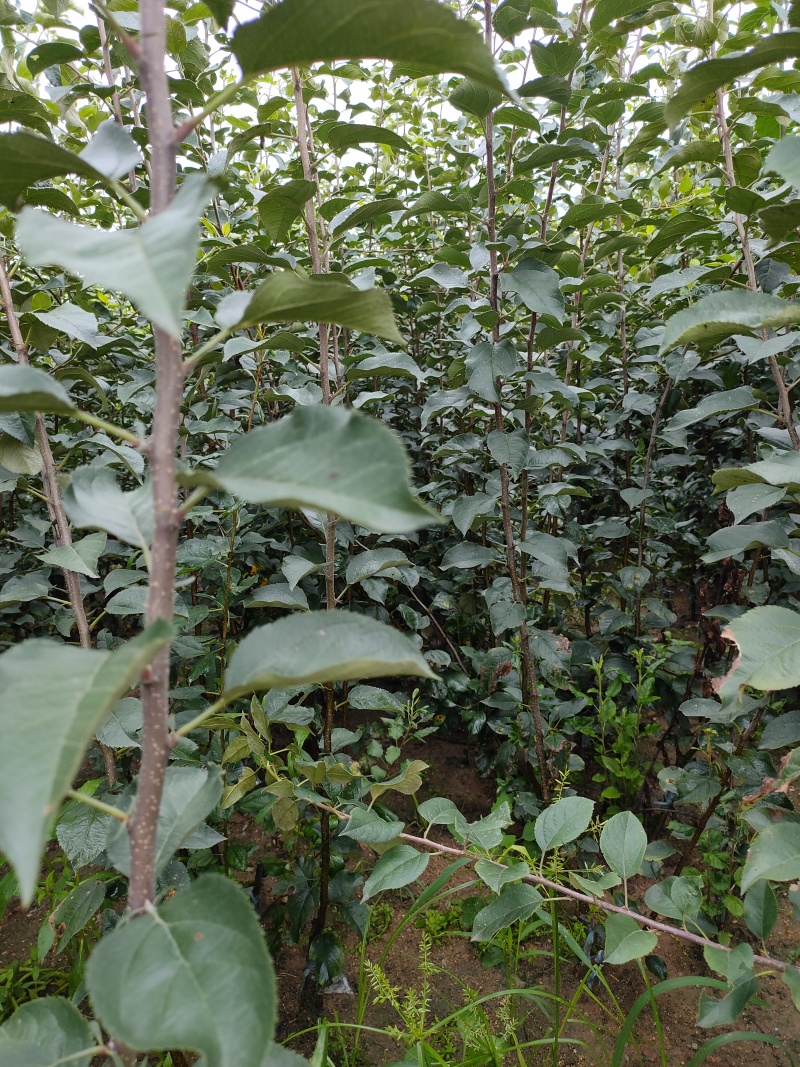 苗圃直供爱妃苹果苗嫁接成品苗，包技术指导