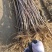 苗圃直供爱妃苹果苗嫁接成品苗，包技术指导