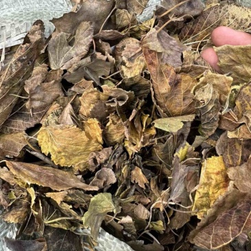 桑叶霜降桑叶牛羊草料大量供应欢迎采购商来电咨询