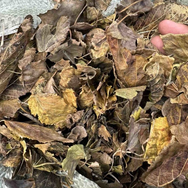 桑叶霜降桑叶牛羊草料大量供应欢迎采购商来电咨询