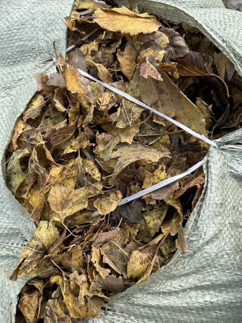 桑叶霜降桑叶牛羊草料大量供应欢迎采购商来电咨询