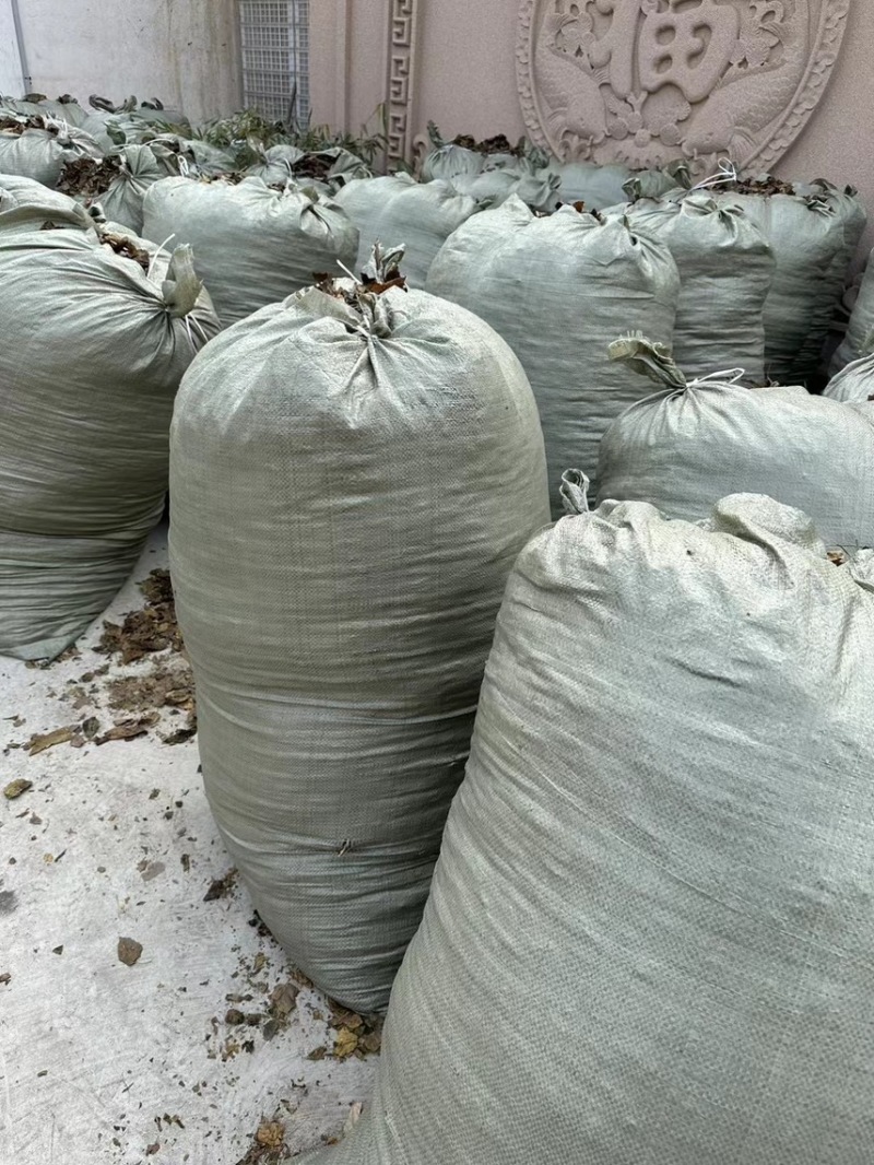 桑叶霜降桑叶牛羊草料大量供应欢迎采购商来电咨询