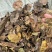 桑叶霜降桑叶牛羊草料大量供应欢迎采购商来电咨询