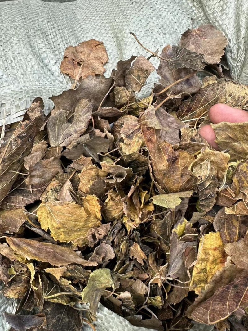 桑叶霜降桑叶牛羊草料大量供应欢迎采购商来电咨询