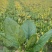 菠菜