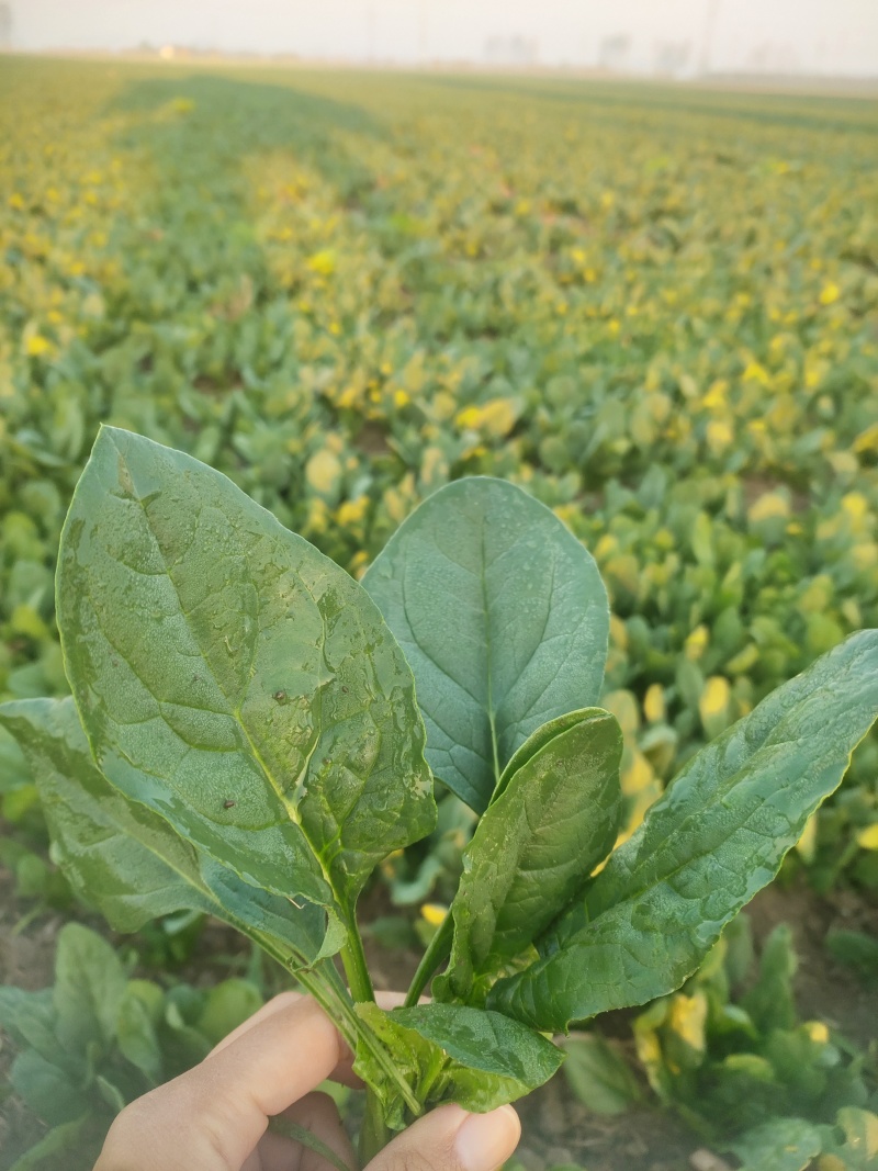 菠菜