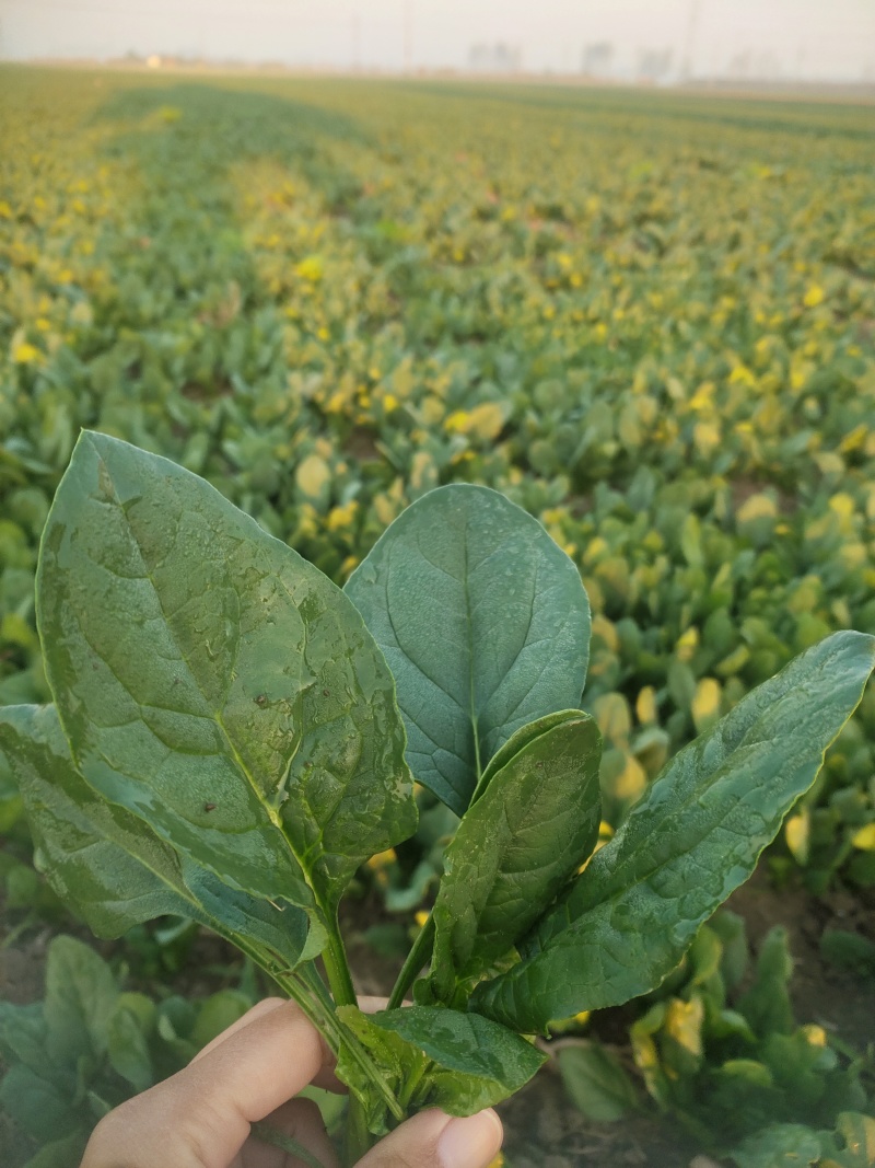 菠菜