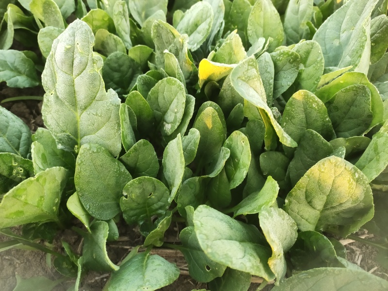 菠菜
