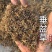 垂盆草干货垂盆草锤草干净发货如图实拍现货