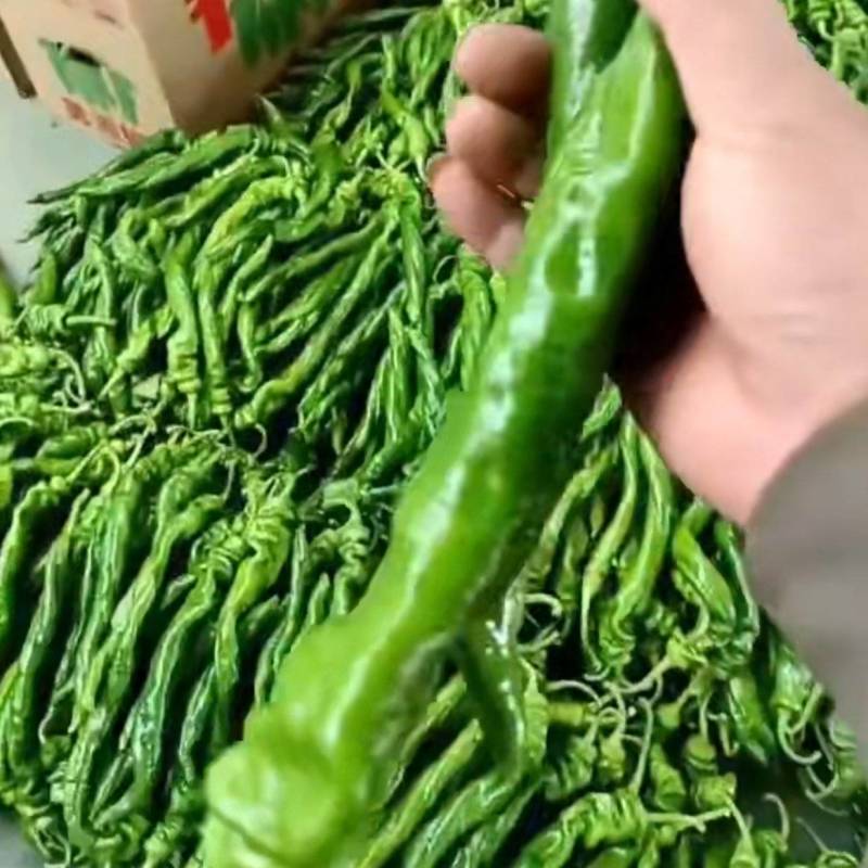 螺丝椒大量供应货源充足，山东产地直发，诚信对接