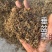 垂盆草干货垂盆草锤草干净发货如图实拍现货