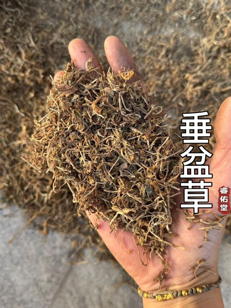 垂盆草干货垂盆草锤草干净发货如图实拍现货