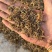 垂盆草干货垂盆草锤草干净发货如图实拍现货