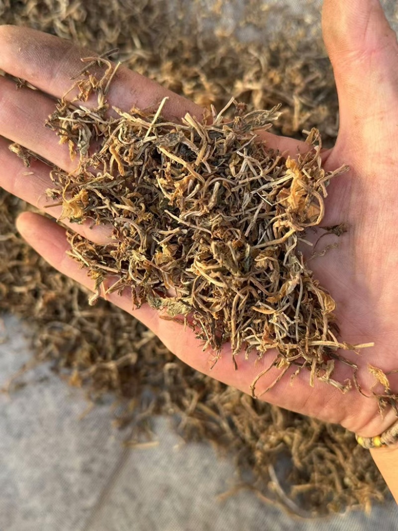 垂盆草干货垂盆草锤草干净发货如图实拍现货