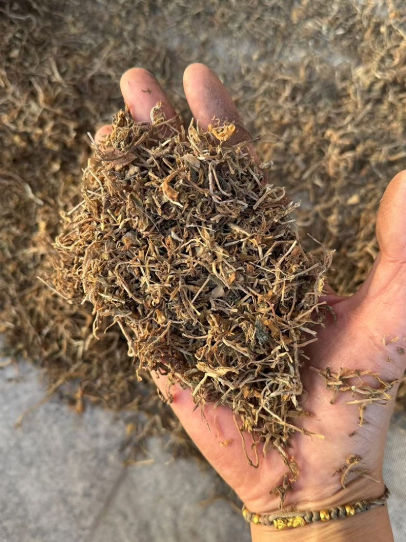 垂盆草干货垂盆草锤草干净发货如图实拍现货