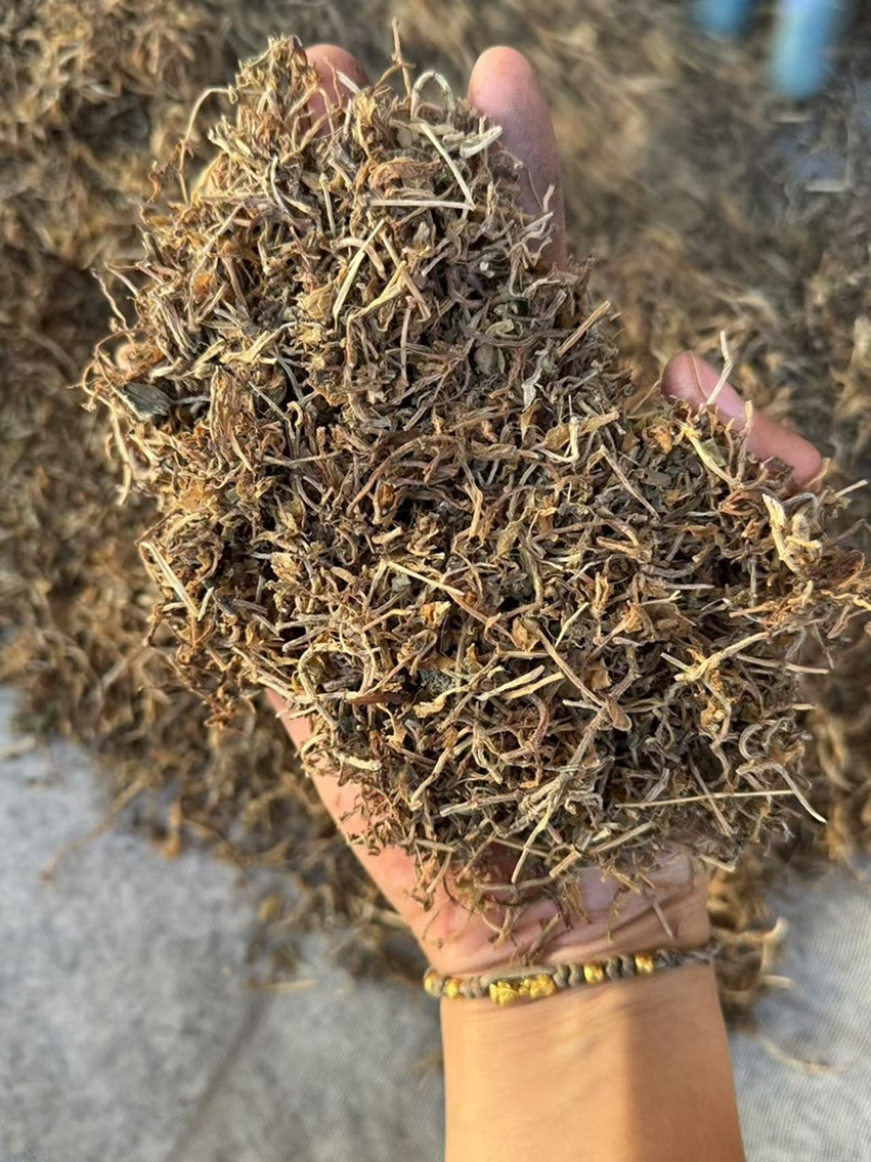 垂盆草干货垂盆草锤草干净发货如图实拍现货