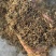 垂盆草干货垂盆草锤草干净发货如图实拍现货